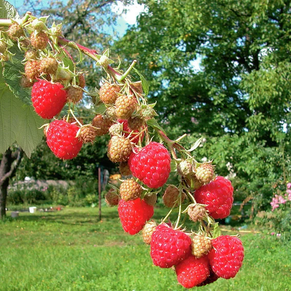 Himbeere Aroma Queen®