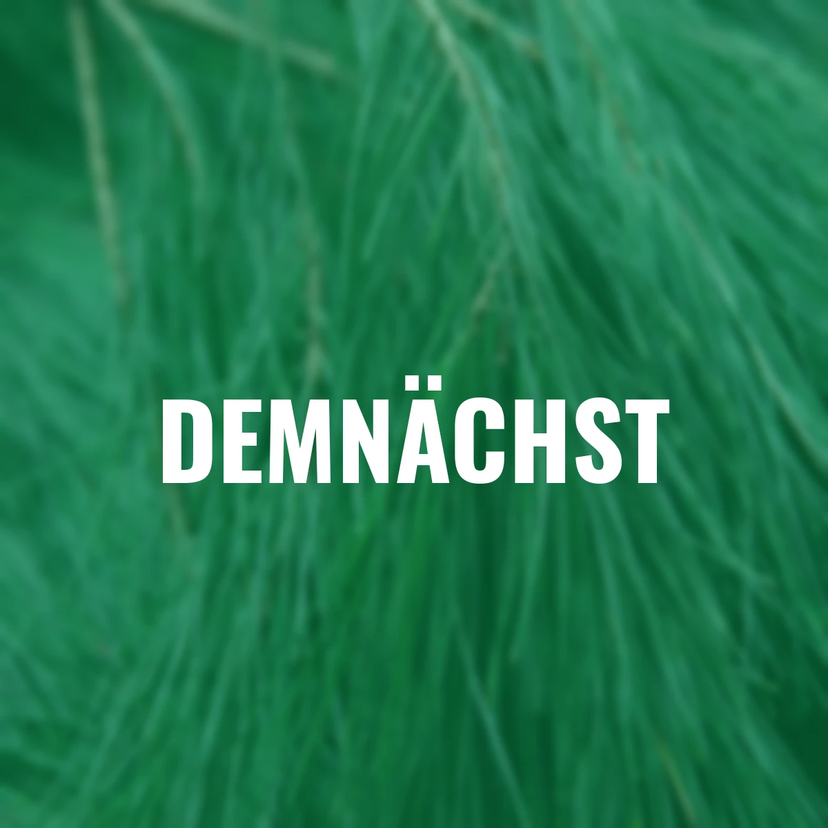 Seidenkiefer Bund 500 g