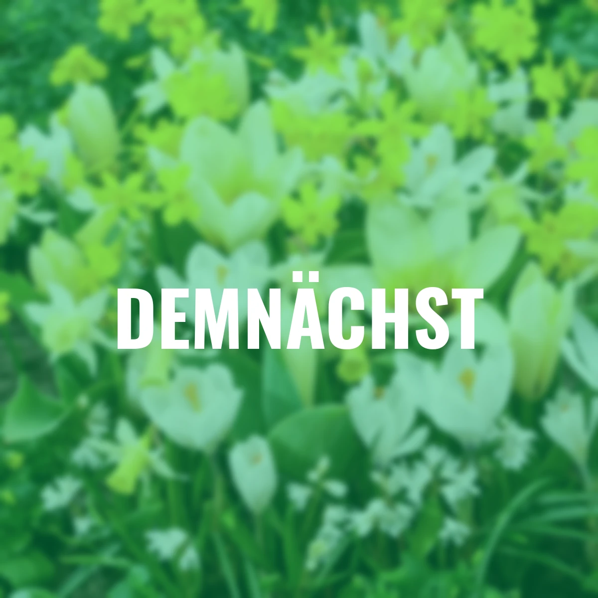 Blumenzwiebel-Mischung Sonnenlicht