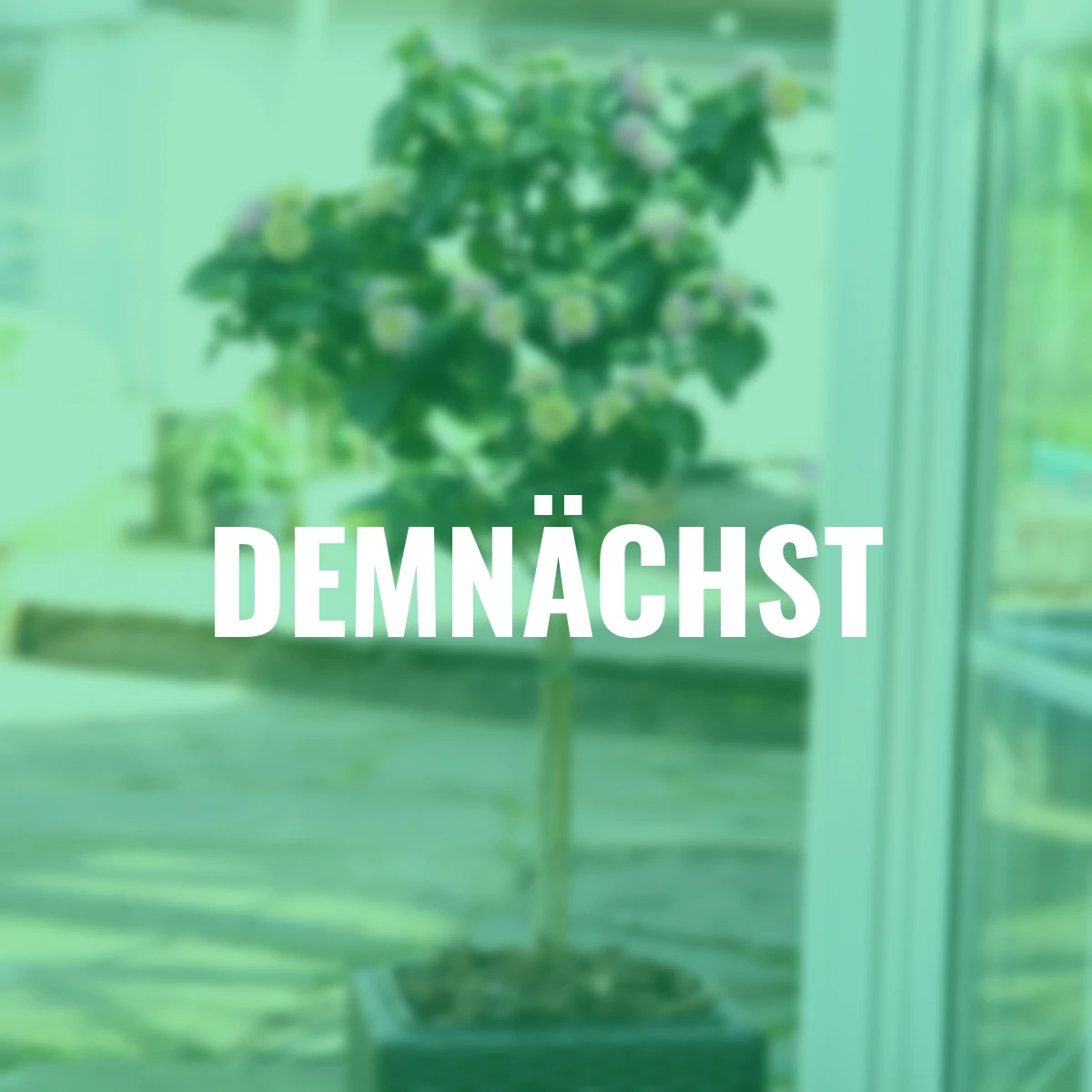 Wandelröschen-Stämmchen, rosa