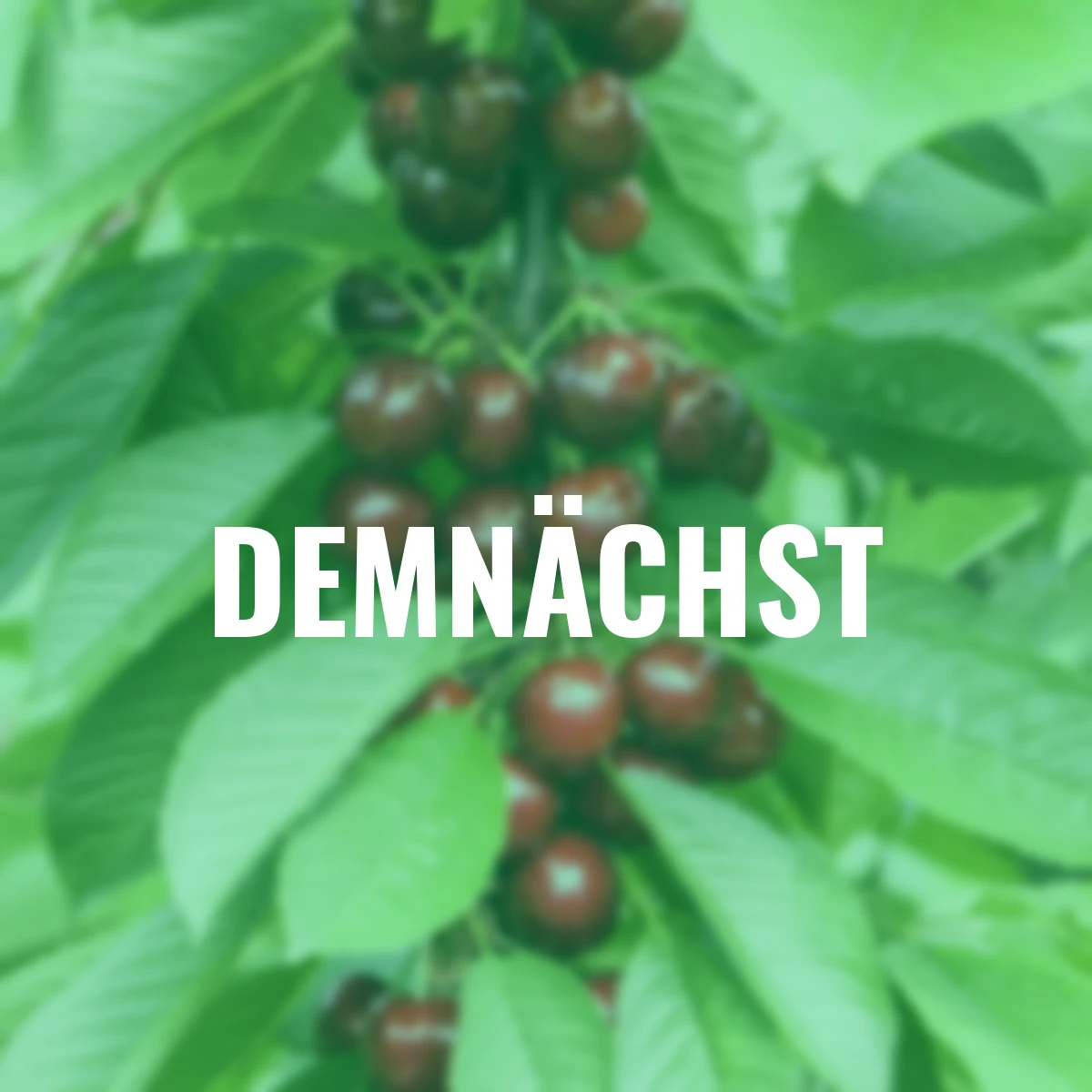 Säulen-Süßkirsche Sylvia