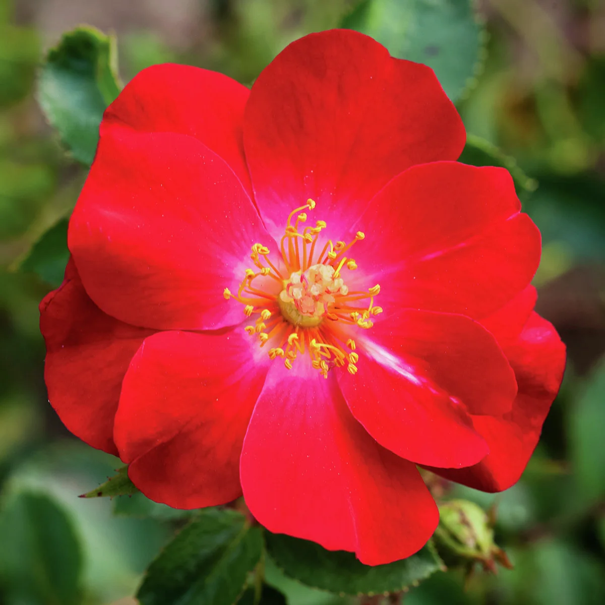 Strauchrose Amulet Mella, wurzelverpackt