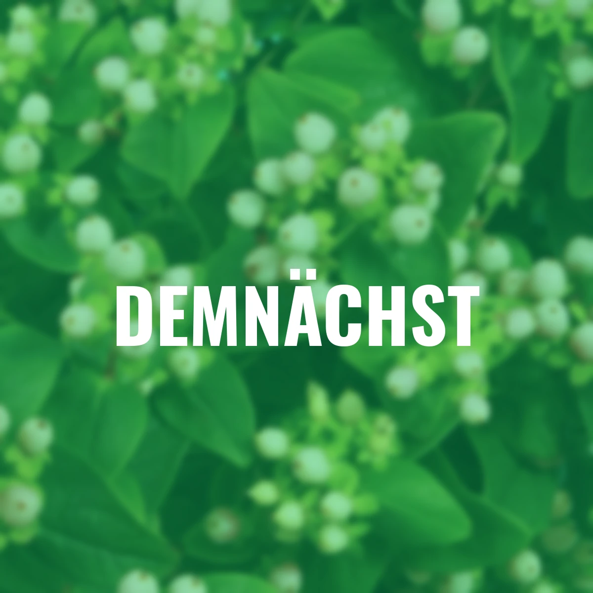 Johanniskraut Miracle Blizz