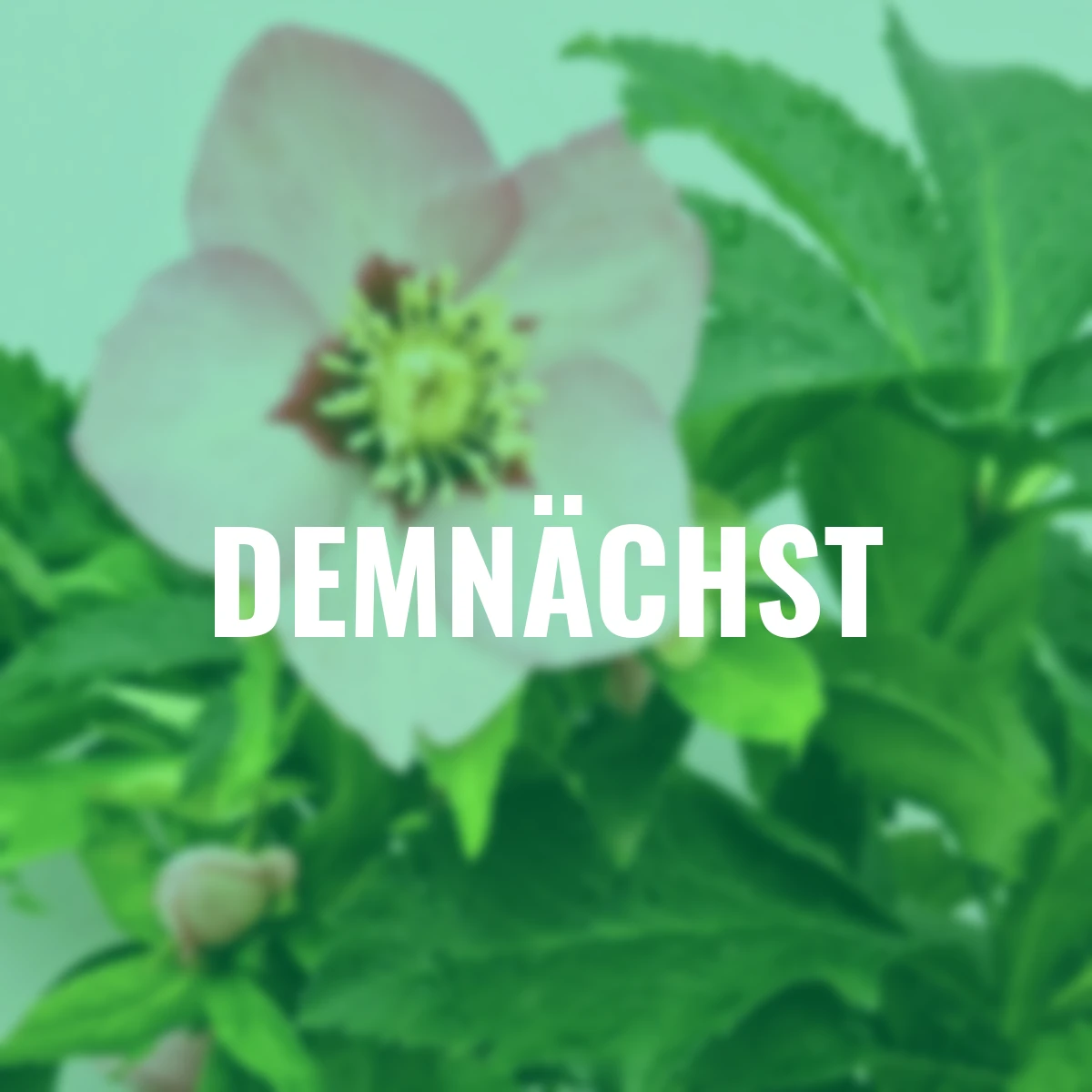 Lenzrose Ashwood Peach Cocktail, Höhe ca. 20-25 cm