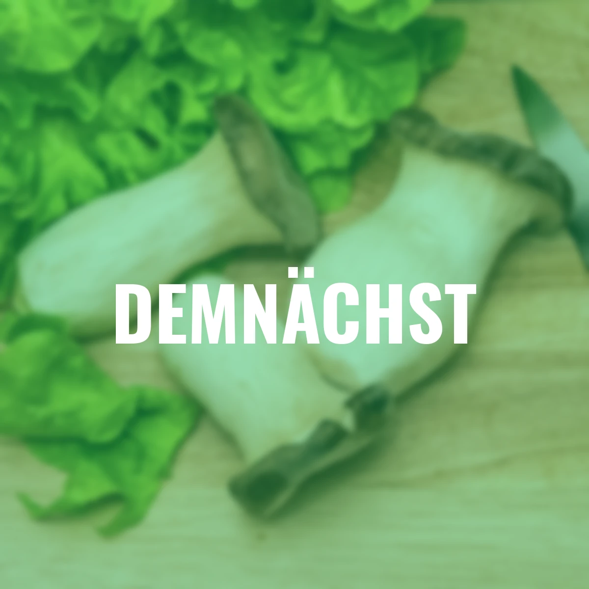 Pilzkultur-Set Kräuterseitling