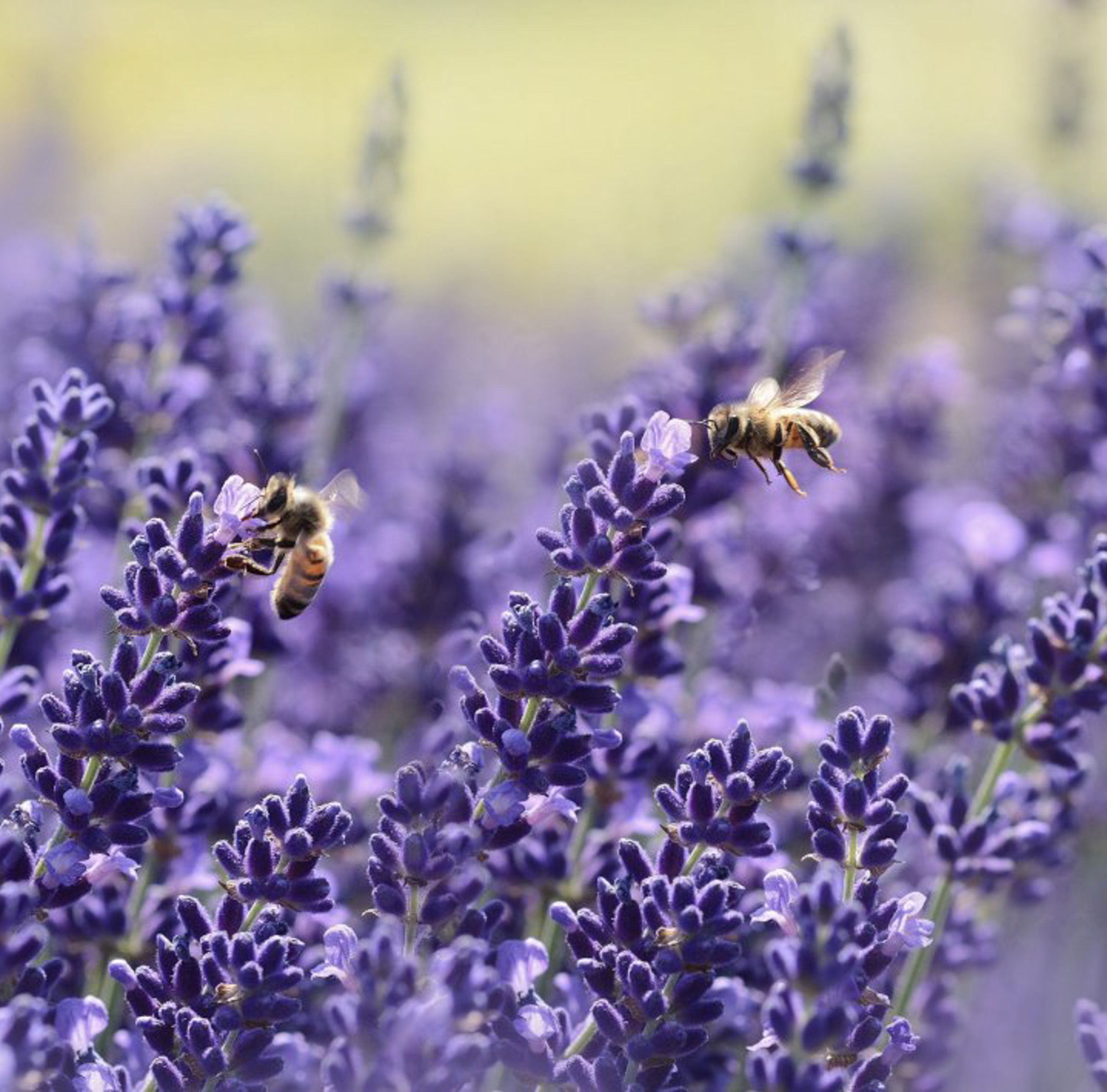 Lavendel Hidcote Blue