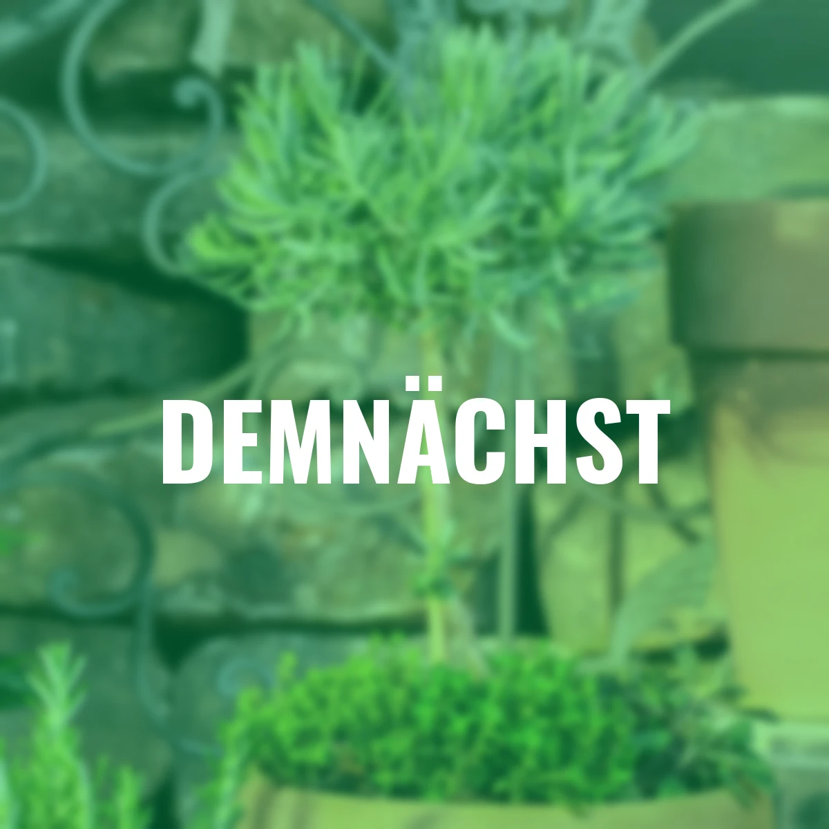 Eataliano Lavendel-Stämmchen, 14 cm-Topf