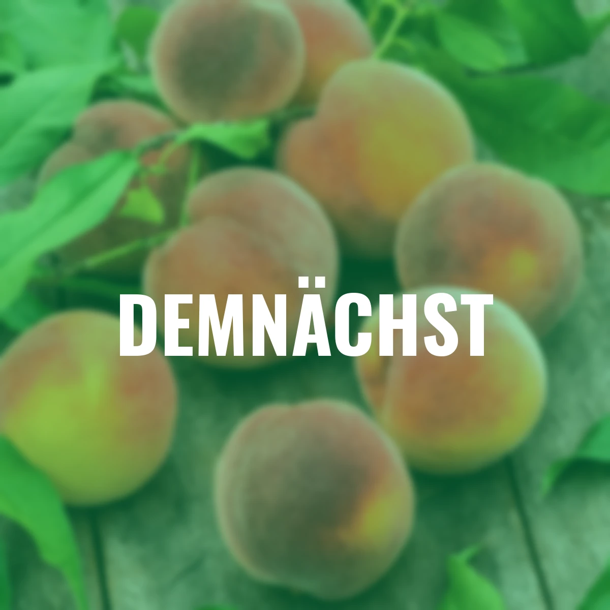 Säulen-Pfirsich Aida