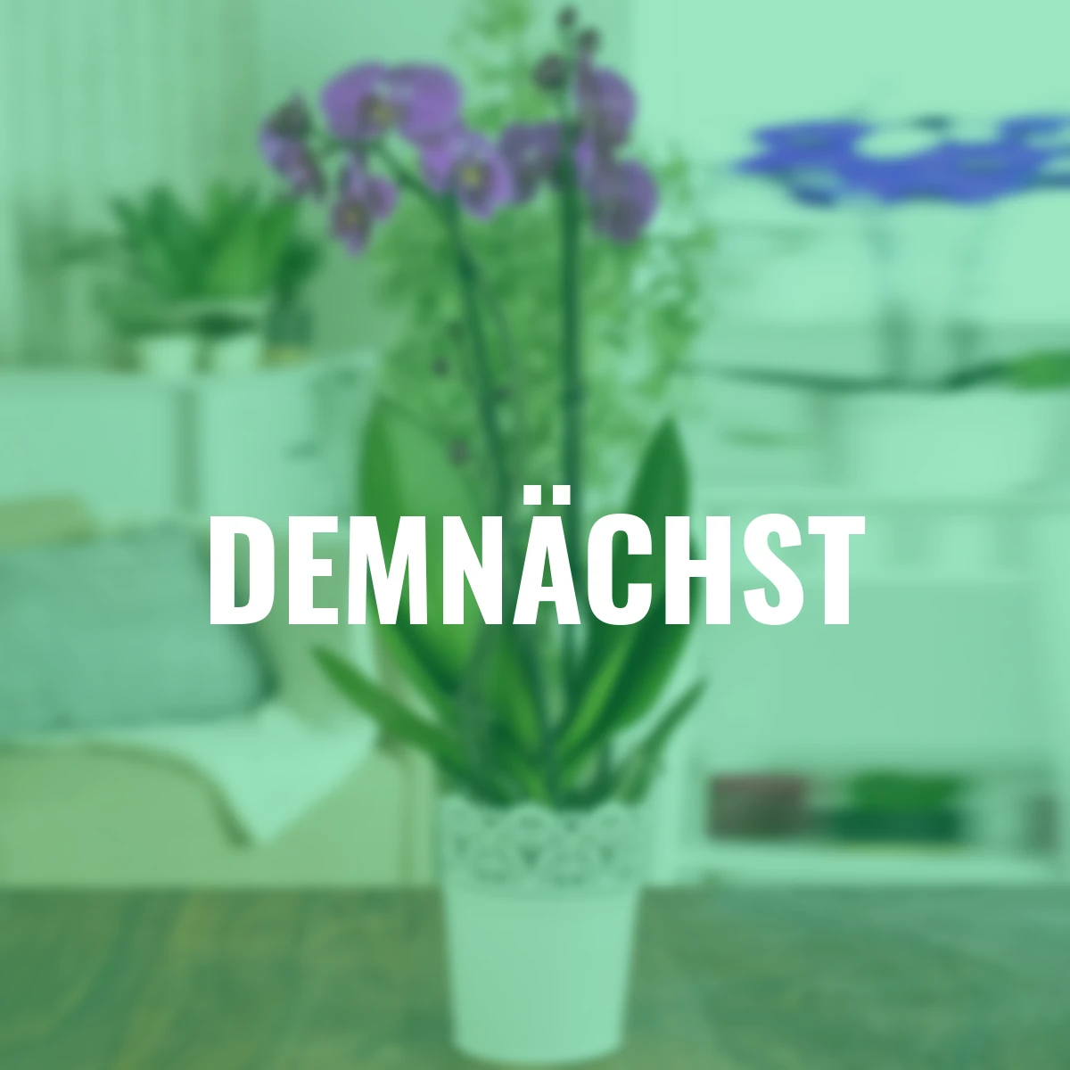 Pinke Schmetterlings-Orchidee, Höhe ca. 50-60 cm