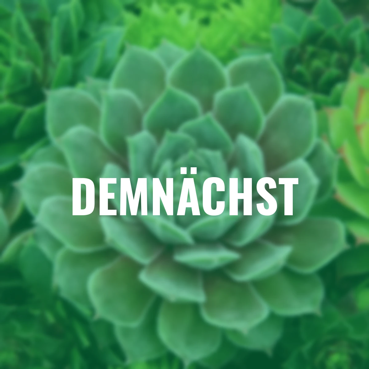 Hauswurz Chick Charms® Silver Suede