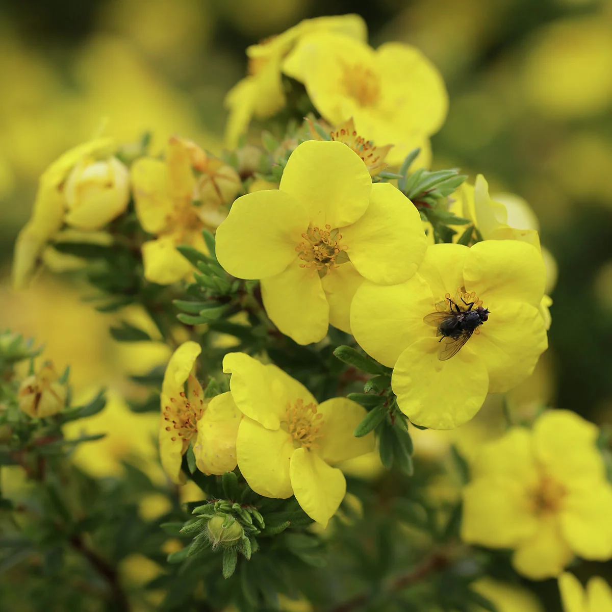 Fingerstrauch Kobold