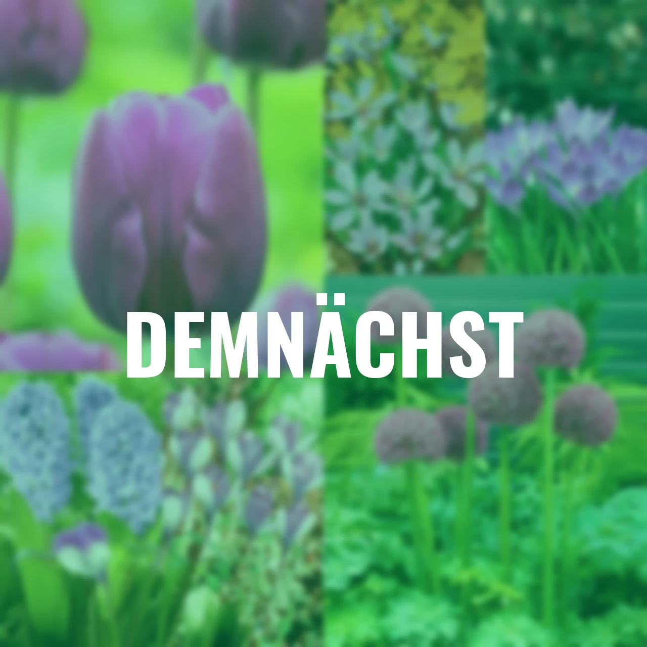 Blumenzwiebel-Set Violetter Frühling