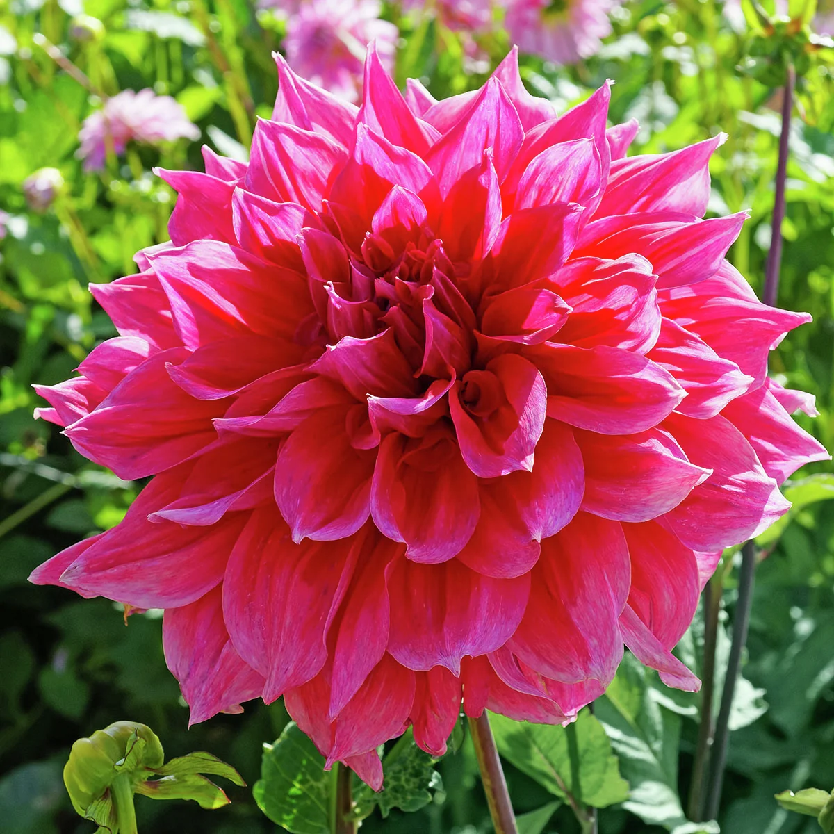 Riesen-Schmuckdahlie Dinnerplate Emory Paul