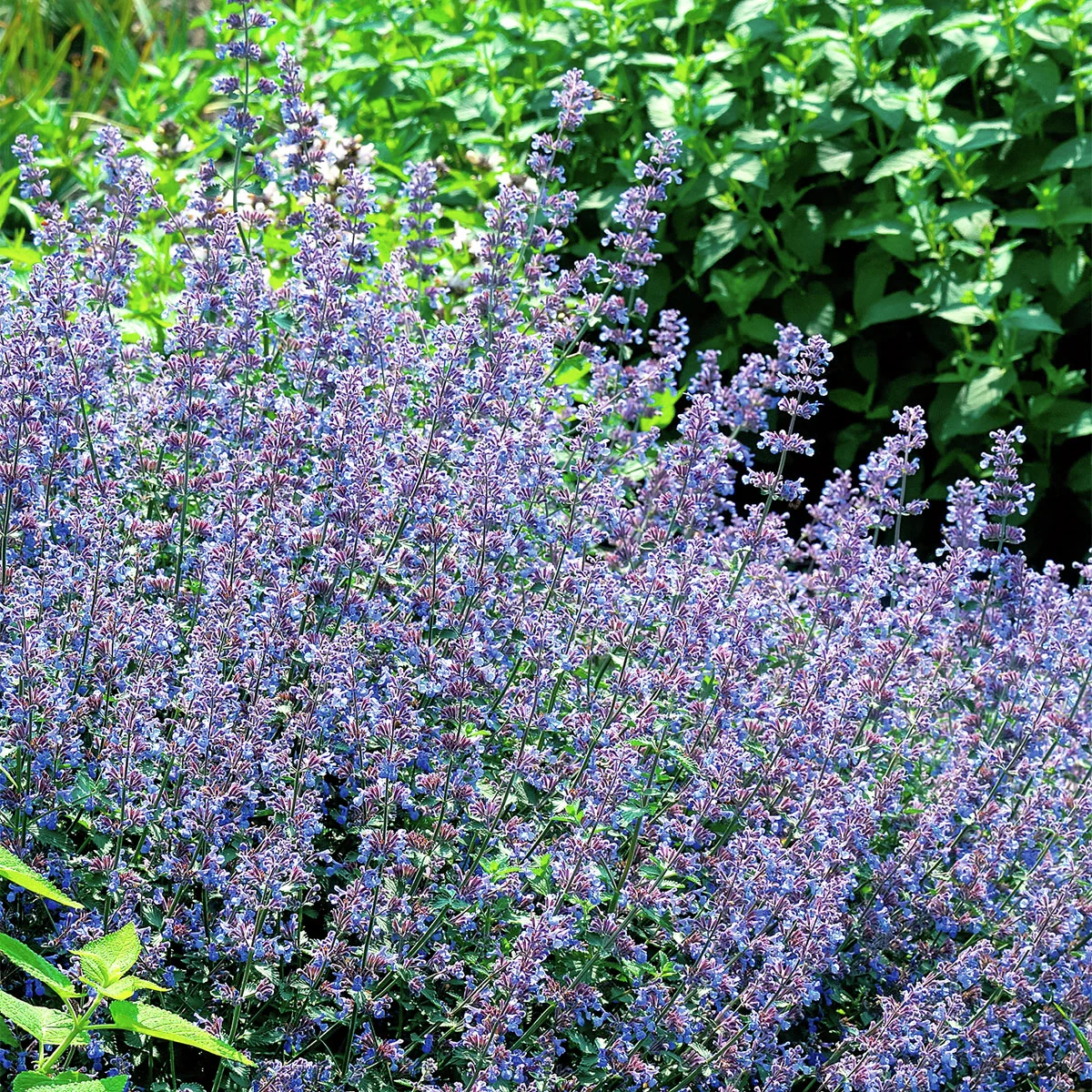 Katzenminze, blau, im ca. 13 cm-Topf