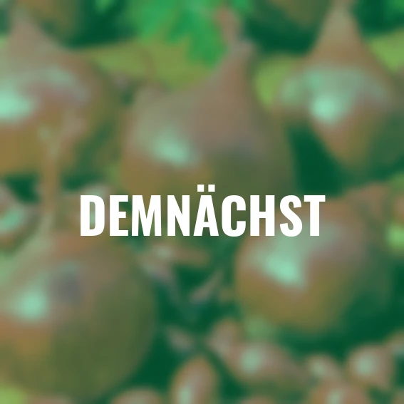 Wintersteckzwiebel Rote Winter, 250 g