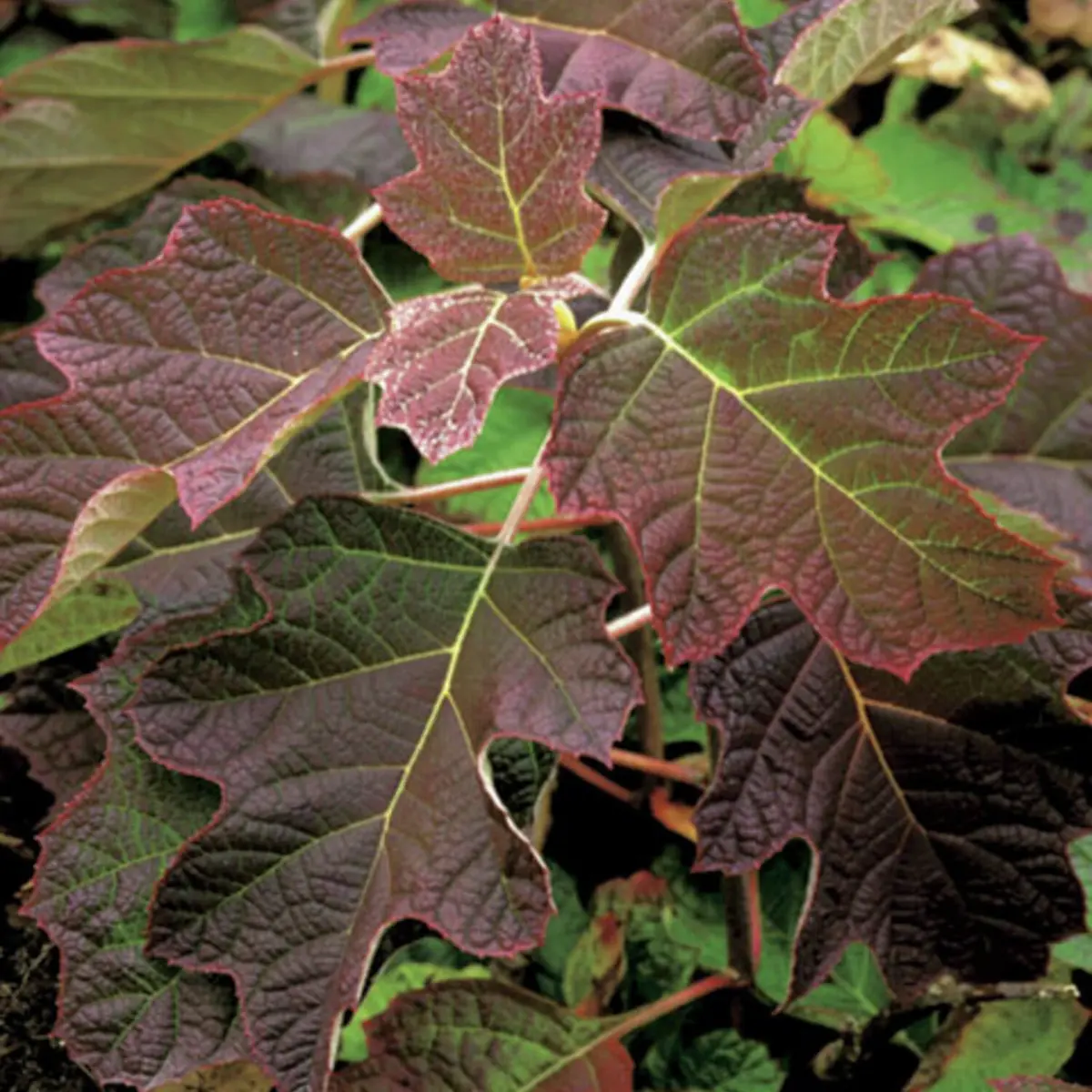 Eichenblatt-Hortensie Amethyst