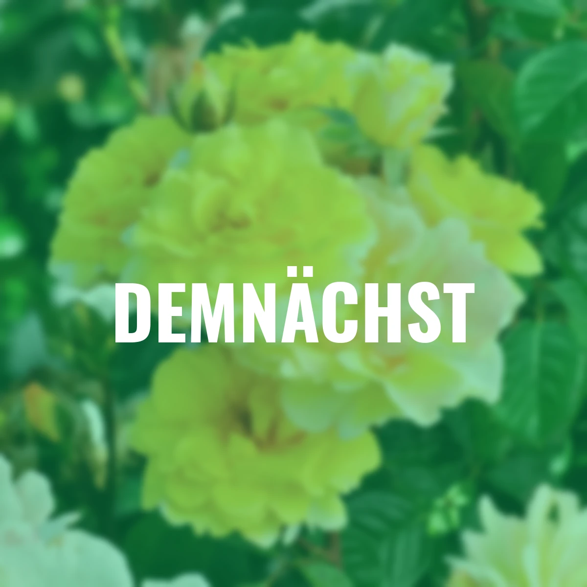 Essbare Culinaric Rose, gold-gelb