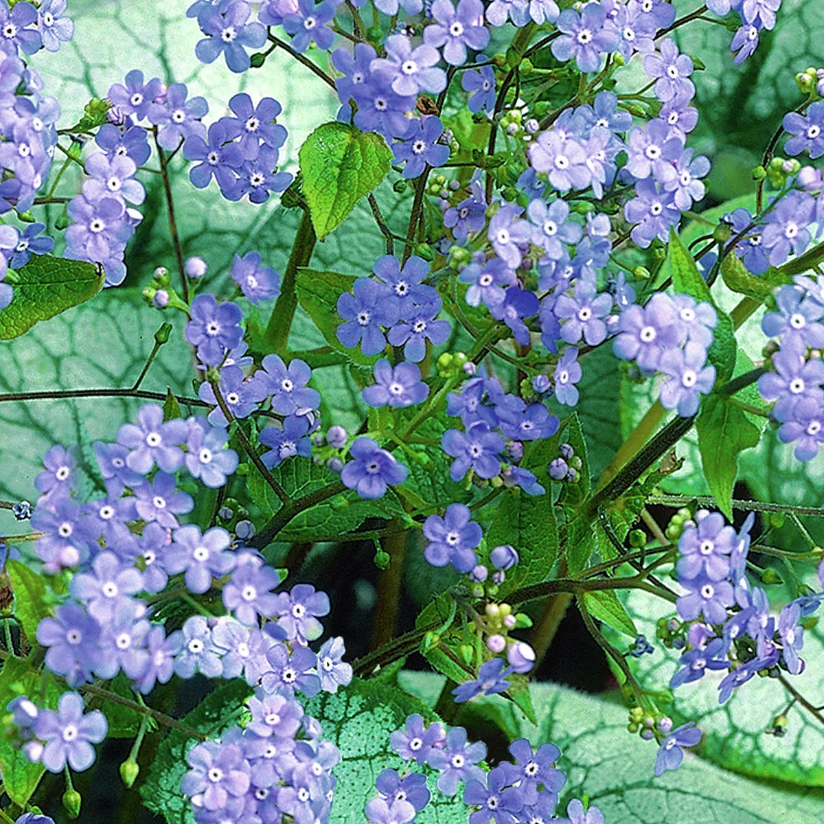 Kaukasus-Vergissmeinnicht Alexander Great