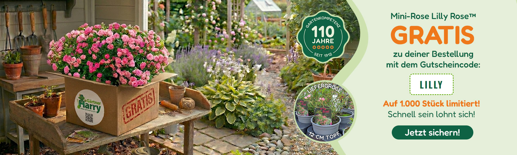 Gärtner Harry – Lilly Rose Aktion