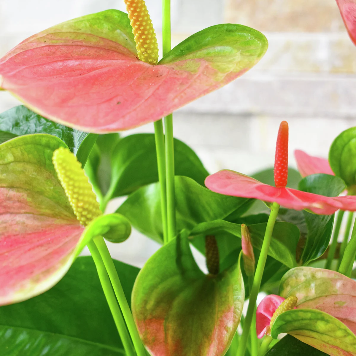 Rosa Flamingoblume, im ca. 10 cm-Topf