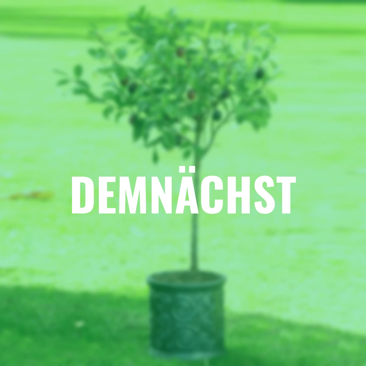 Zwergobst Pflaume Hanna