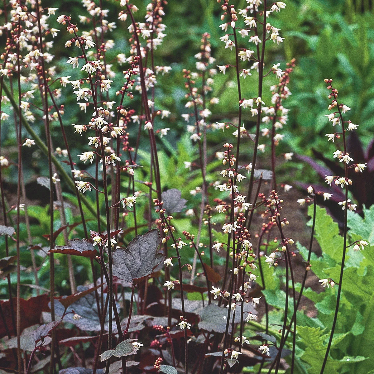Purpurglöckchen Palace Purple