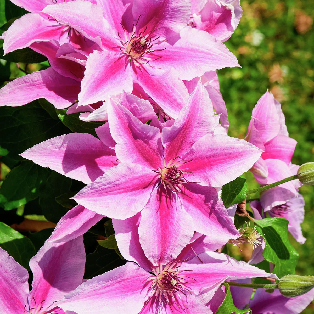 Clematis Ooh La La(TM) BOULEVARD(R)