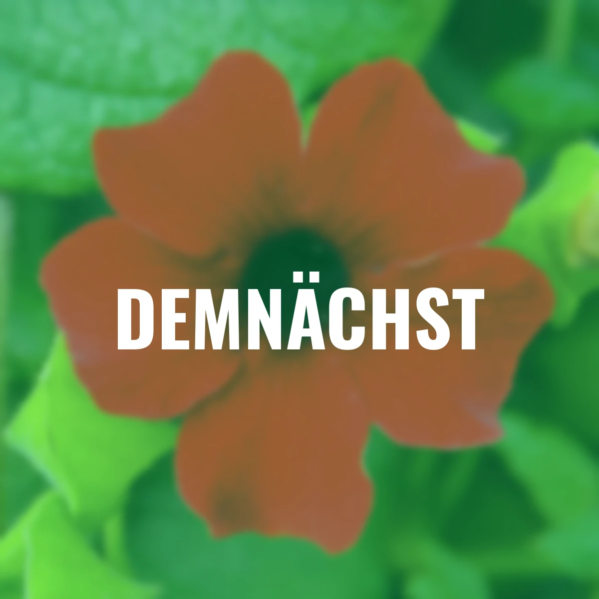 Set Schwarzäugige Susanne, rot-gelb-orange