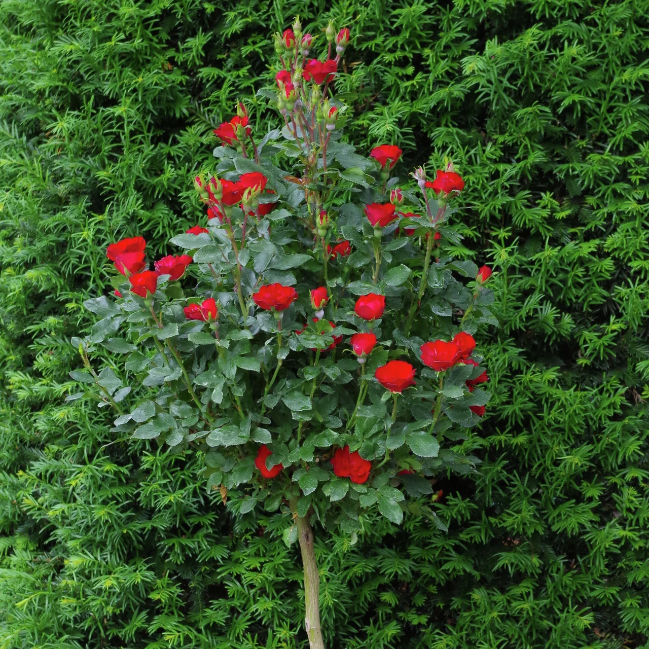 Beetrose Zepeti® Mini-Stamm, Höhe ca. 35-40 cm