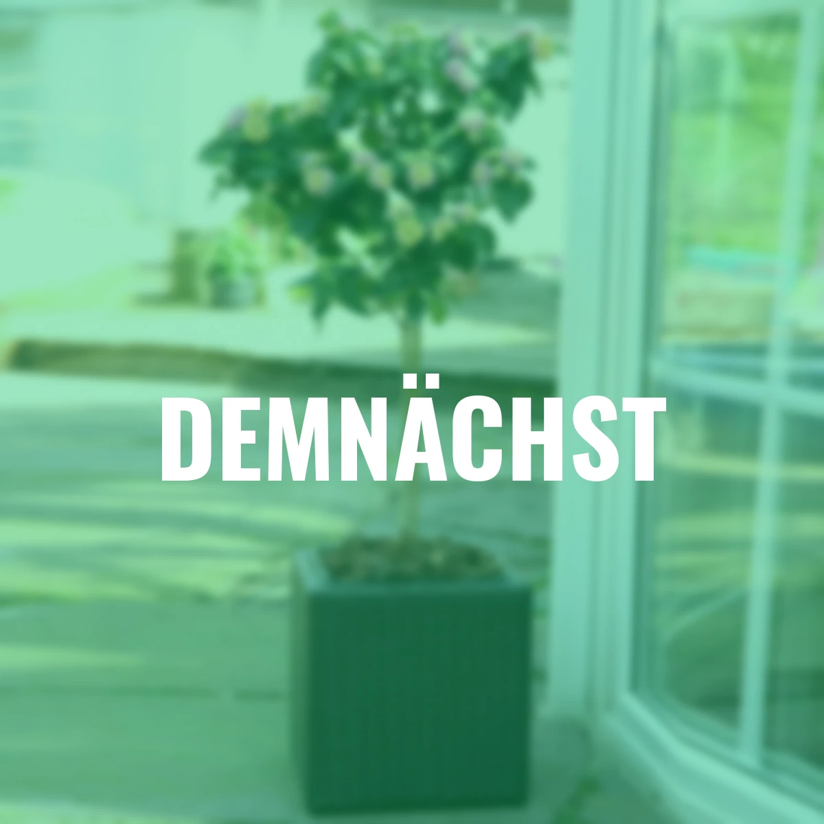 Wandelröschen-Stämmchen, rosa