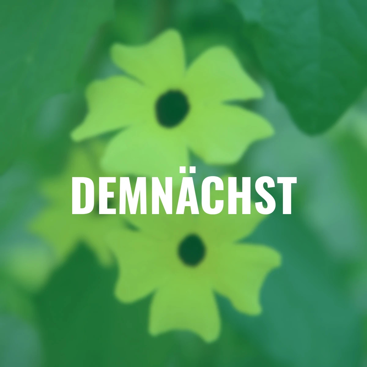 Schwarzäugige Susanne, gelb ca. 17 cm-Topf