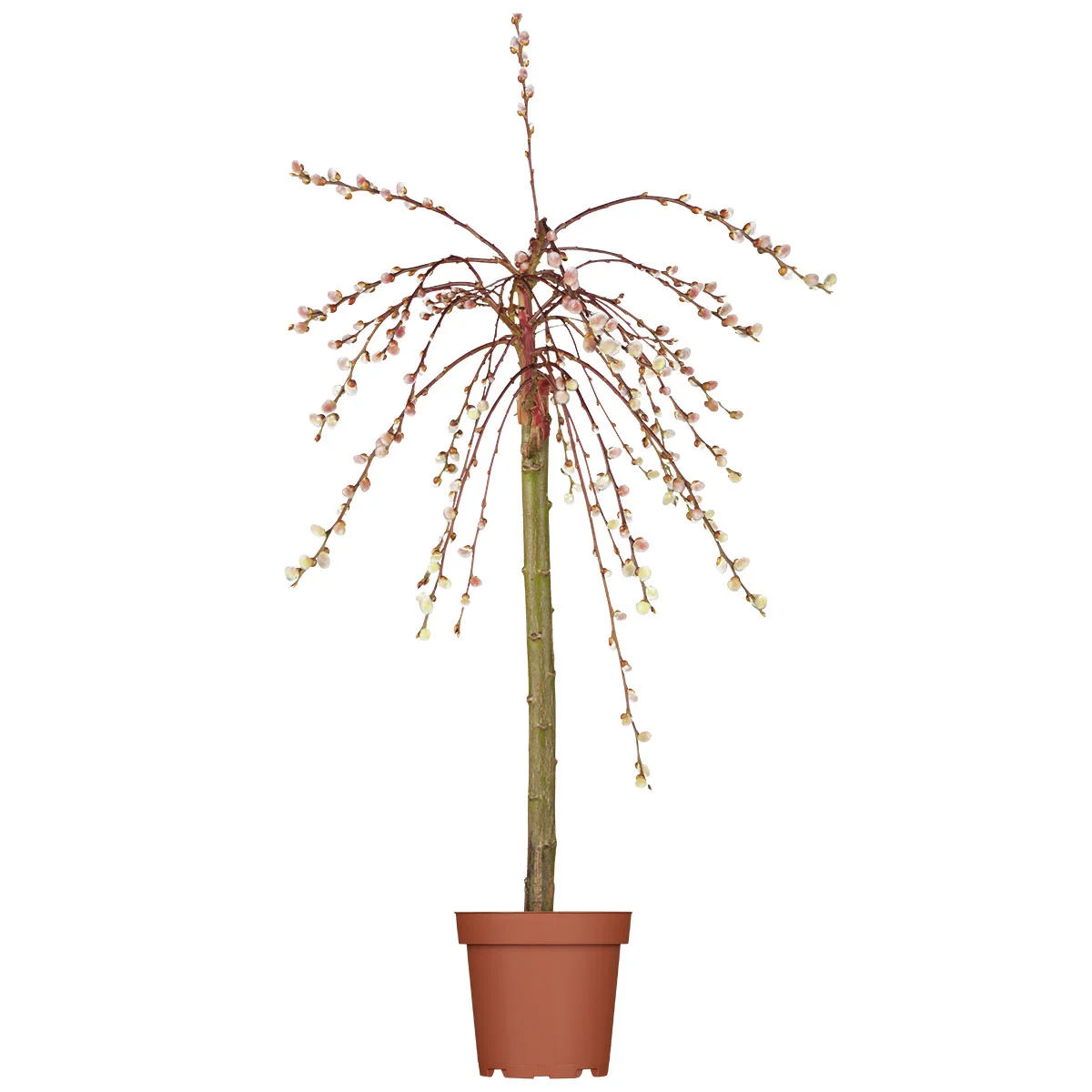 Hängende Kätzchenweide