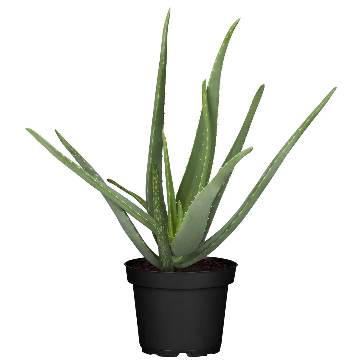 Aloe Vera, Höhe ca. 20-30 cm