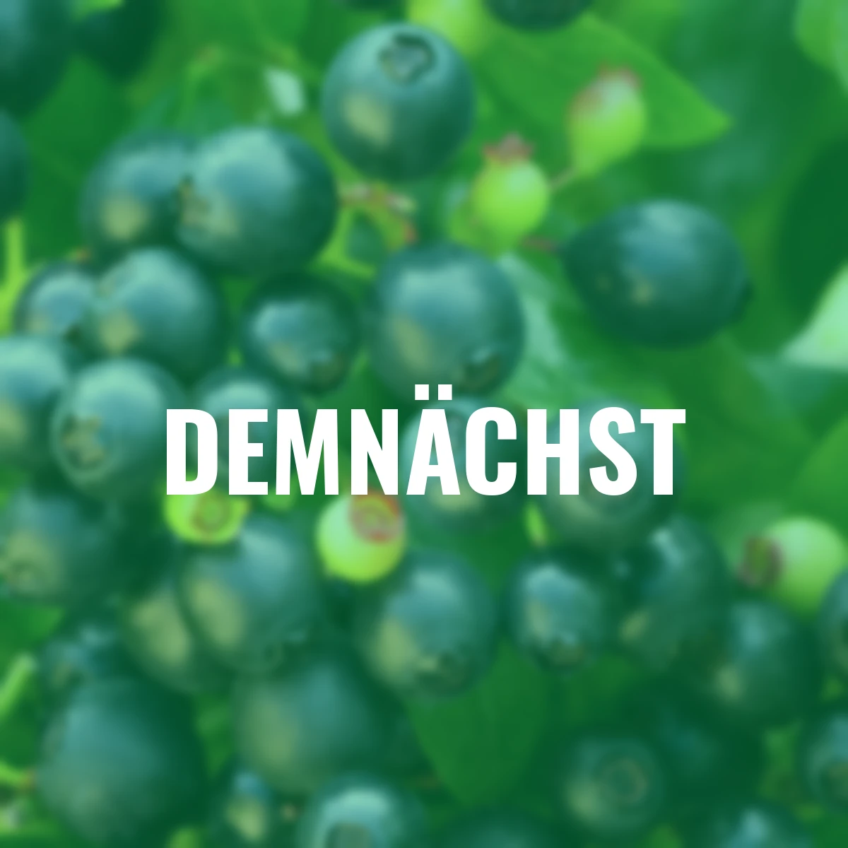 Heidelbeere BrazelBerry® Berry Bux®