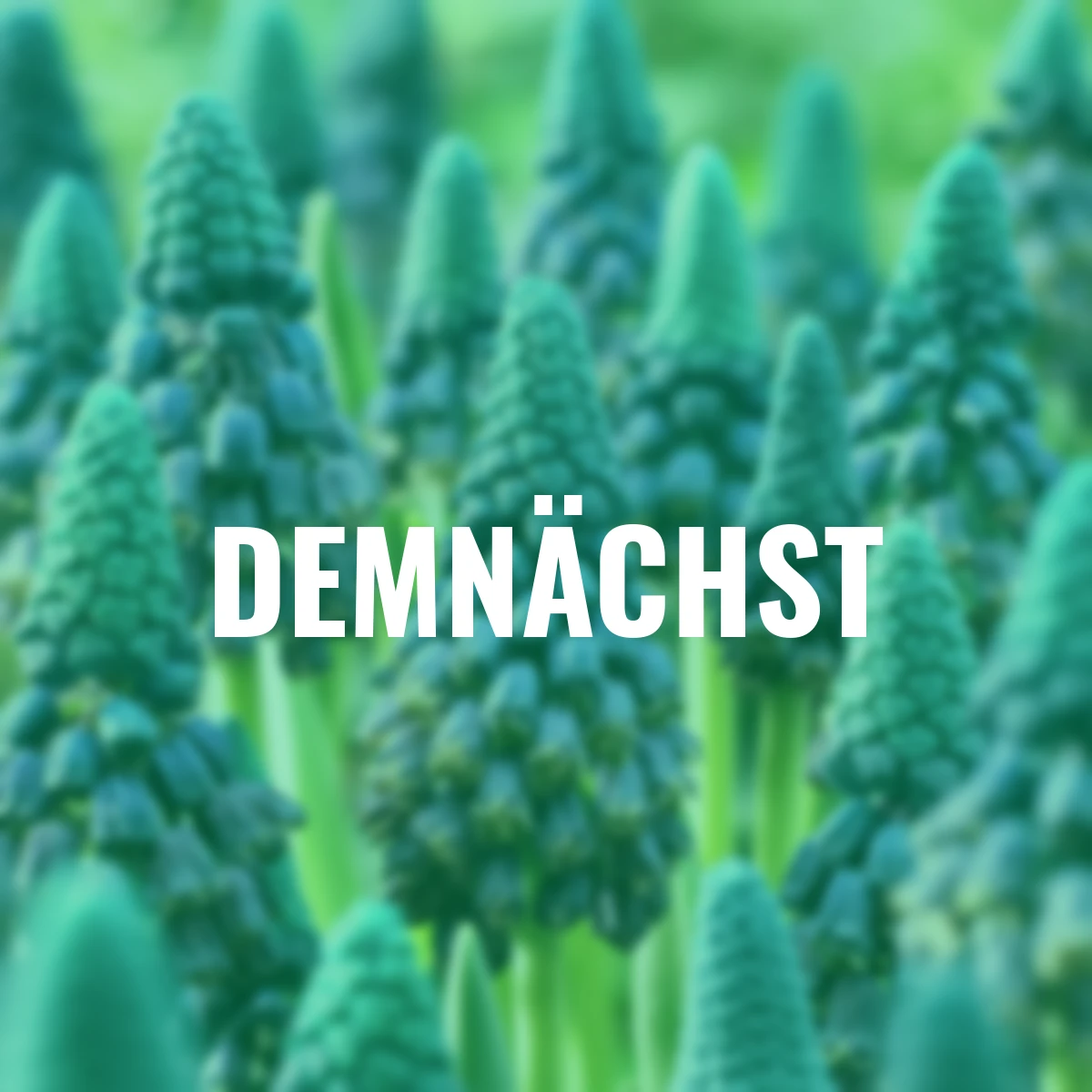 Traubenhyazinthe Paradoxum