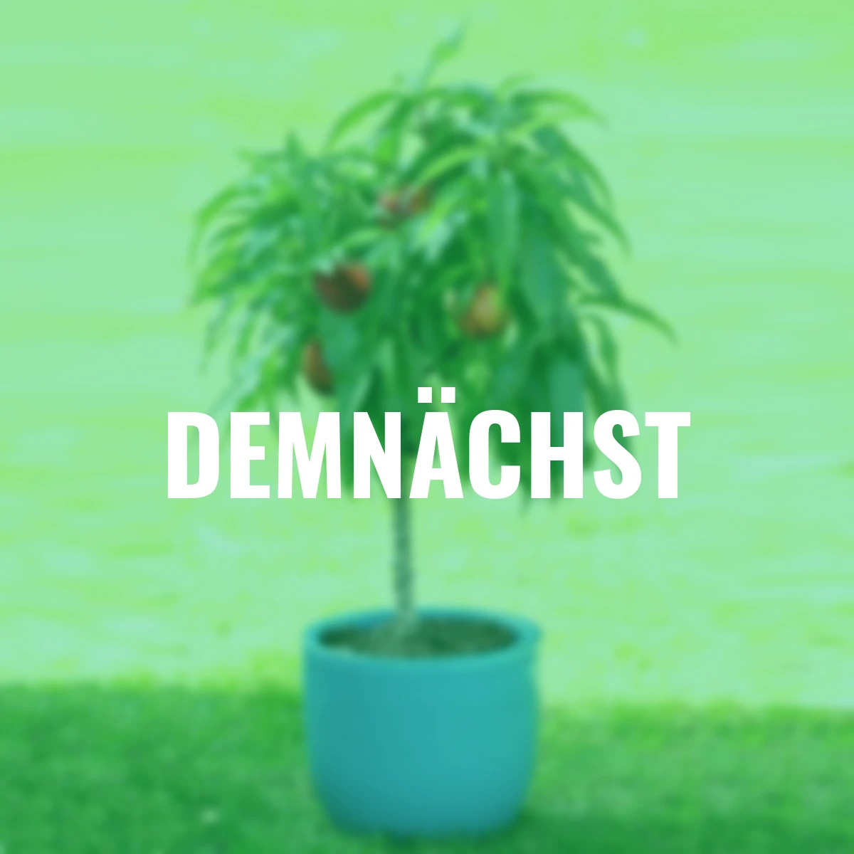 Zwergobst Nektarine Nectarella