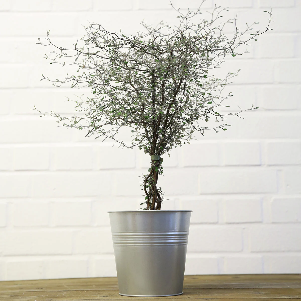 Zickzackstrauch, Höhe ca. 20-30 cm