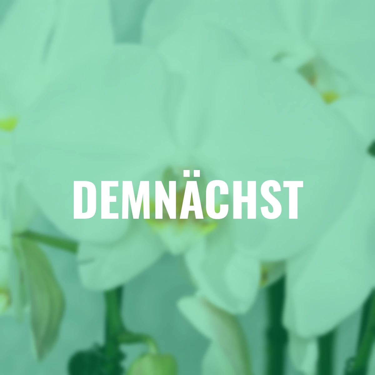 Schmetterlings-Orchidee Grandiflora, Höhe ca. 50-60 cm