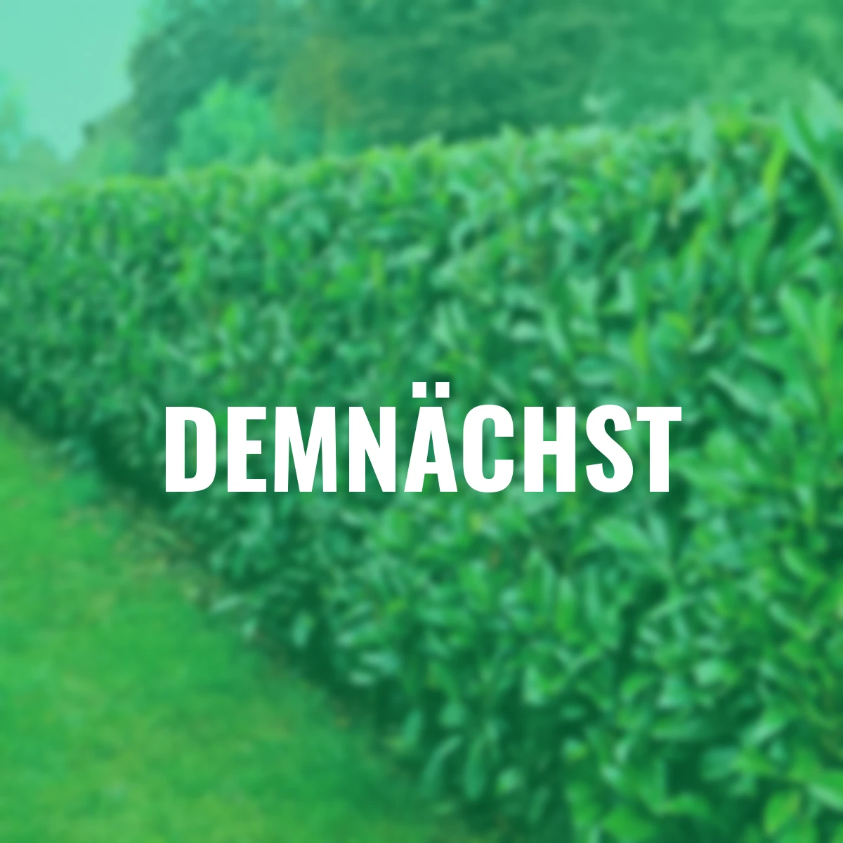 Kirschlorbeer Caucasica, im ca. 21 cm-Topf