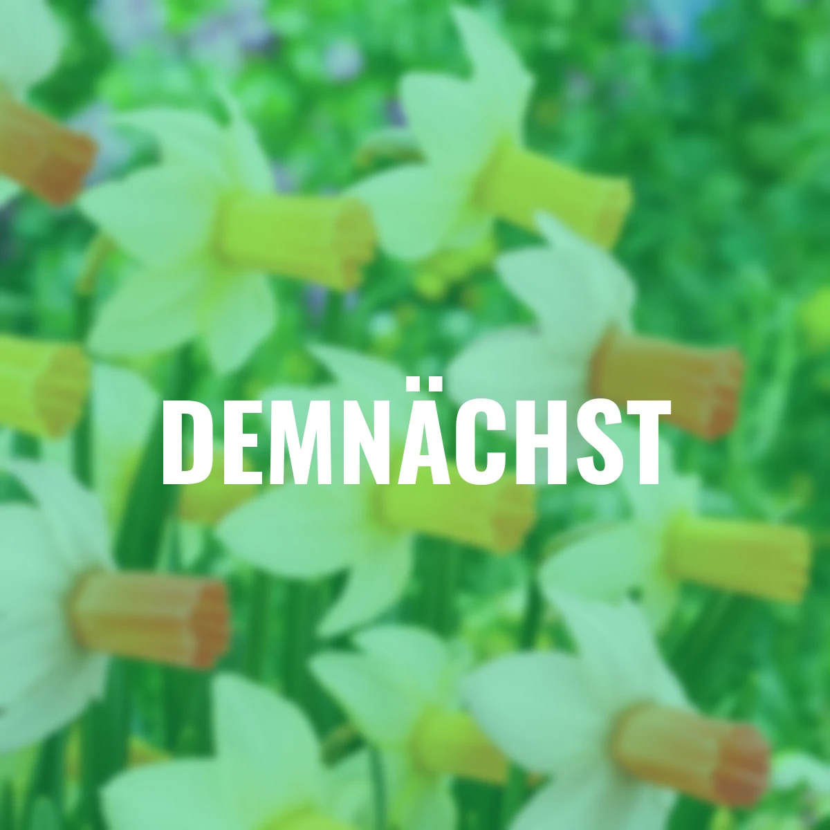 Narzissen-Set Zauberhaftes Blütenduo