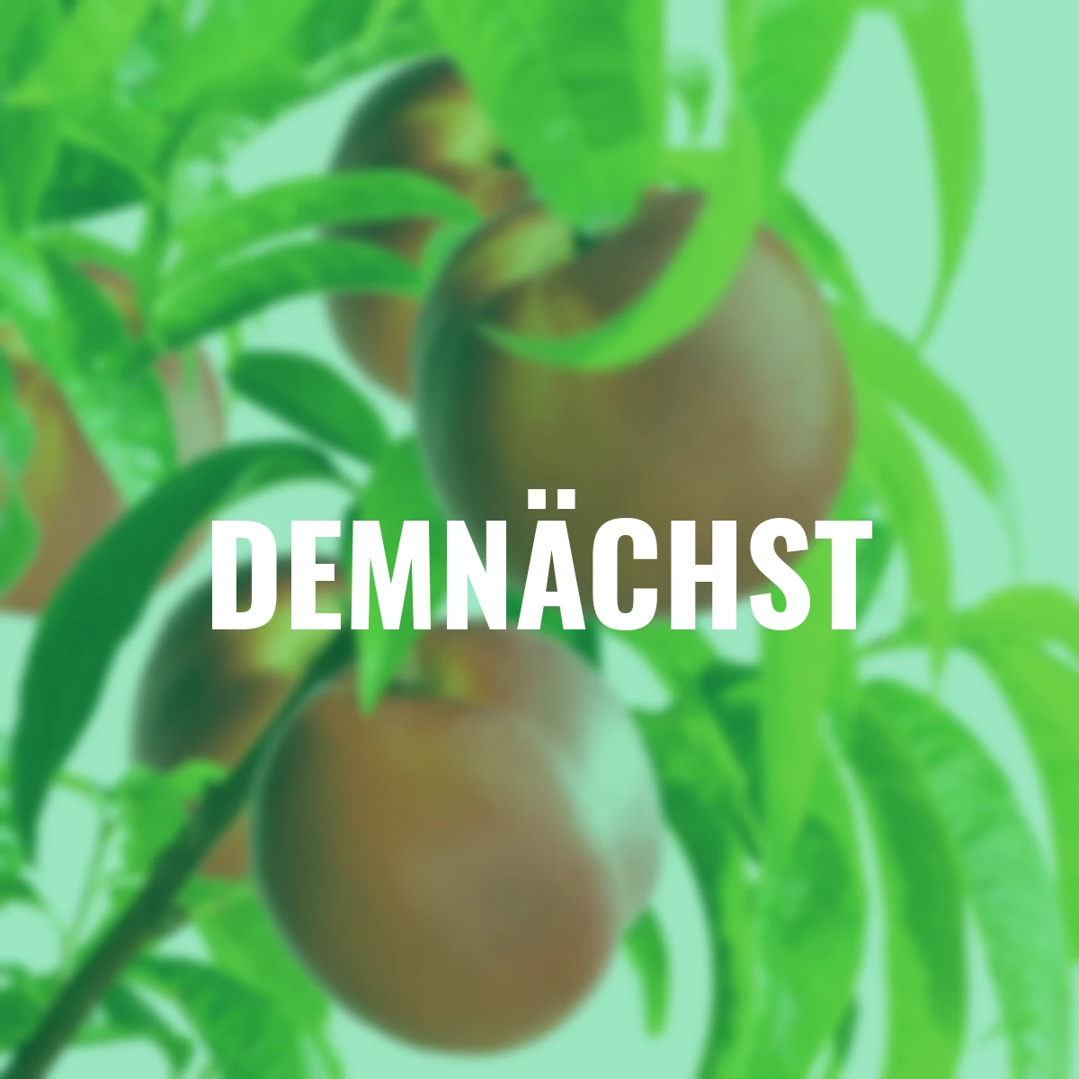 Nektarine Fantasia, im 23 cm-Topf