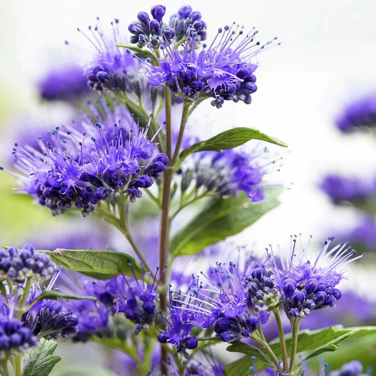 Bartblume Grand Blue® , im ca. 9 cm-Topf