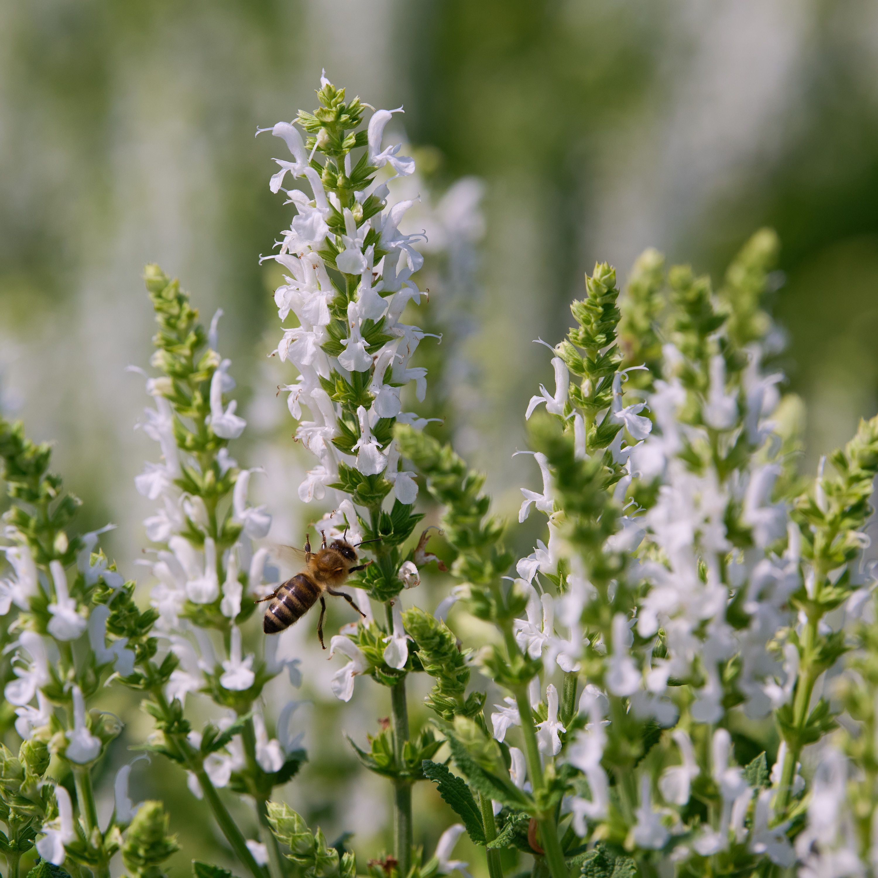 Blüten Salbei Schneehügel