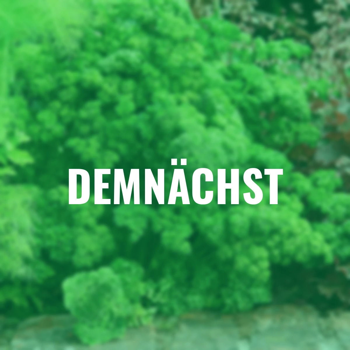 BIO Petersiliensamen Grüne Perle