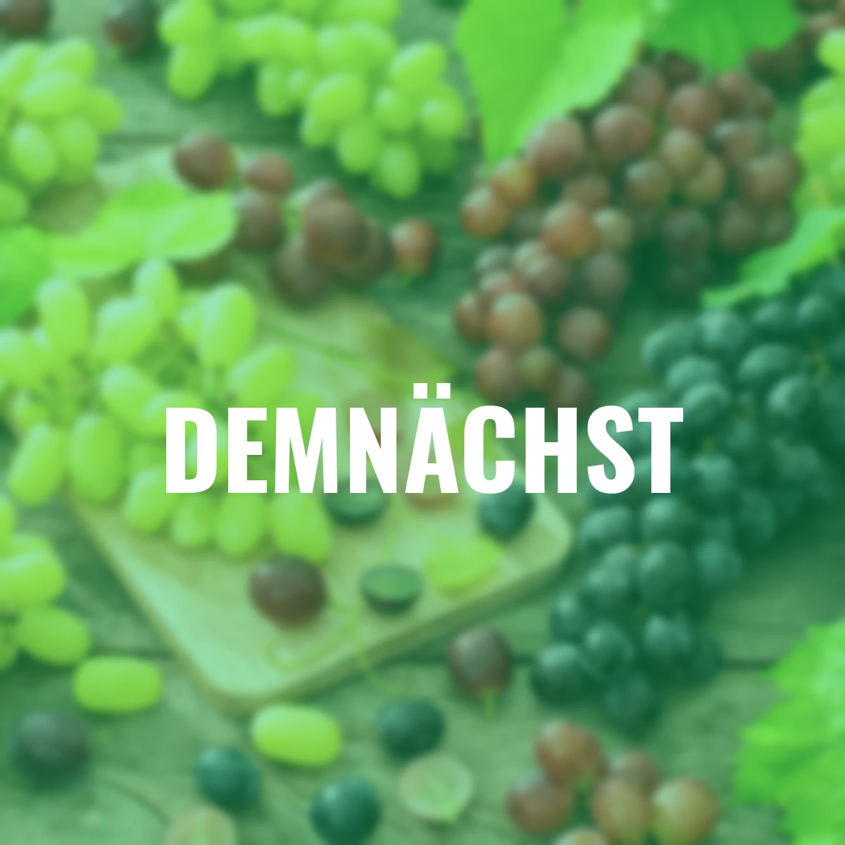 Obst-Weinreben 3er-Set