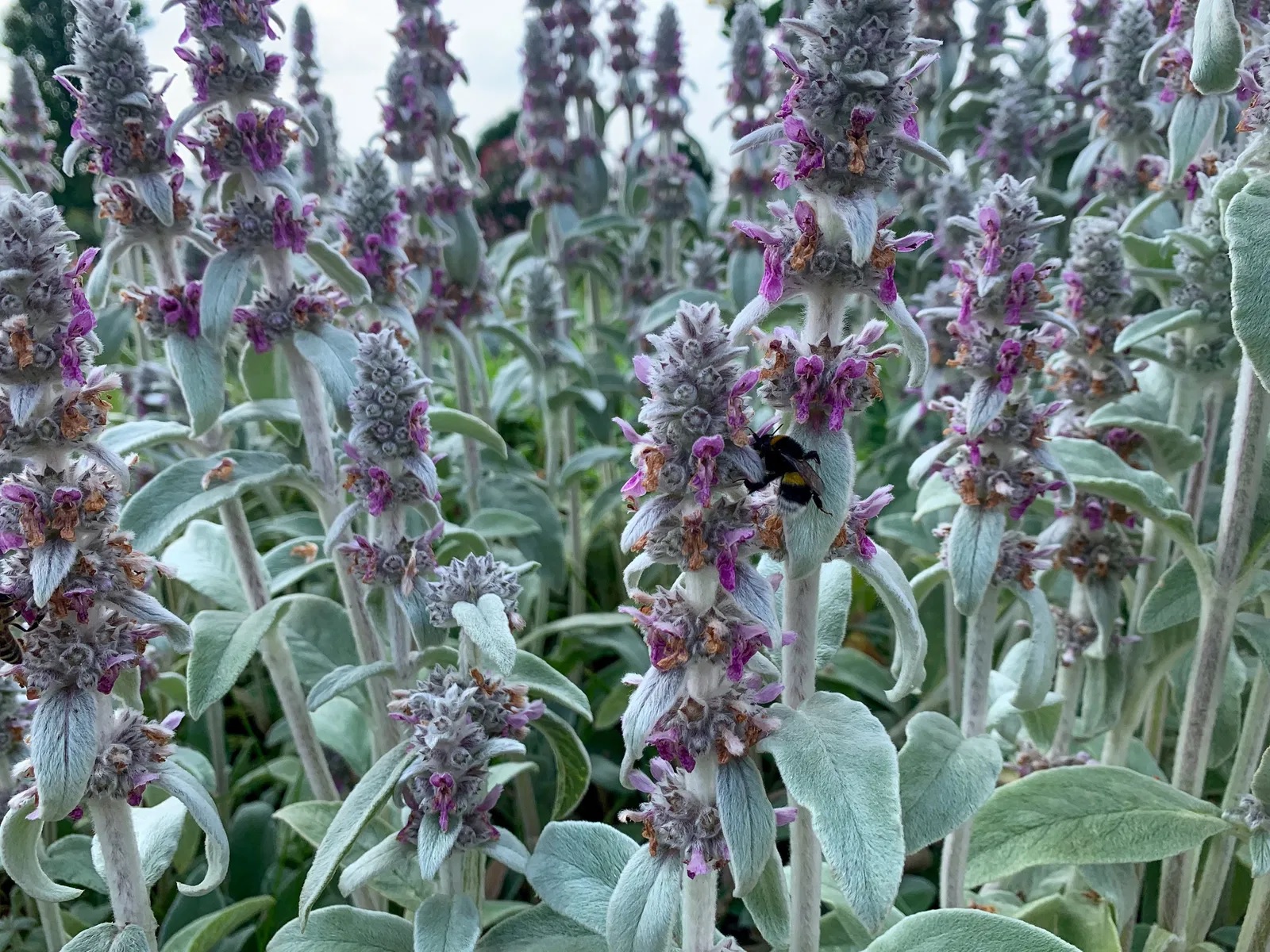 Woll-Ziest (Hasenohr, Eselohr)