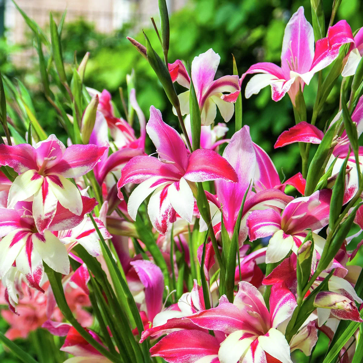 Winterharte Zwerg-Gladiole Galaxian