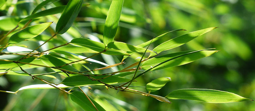 Bambus im Garten – üppiger Bambushorst mit grünen Halmen