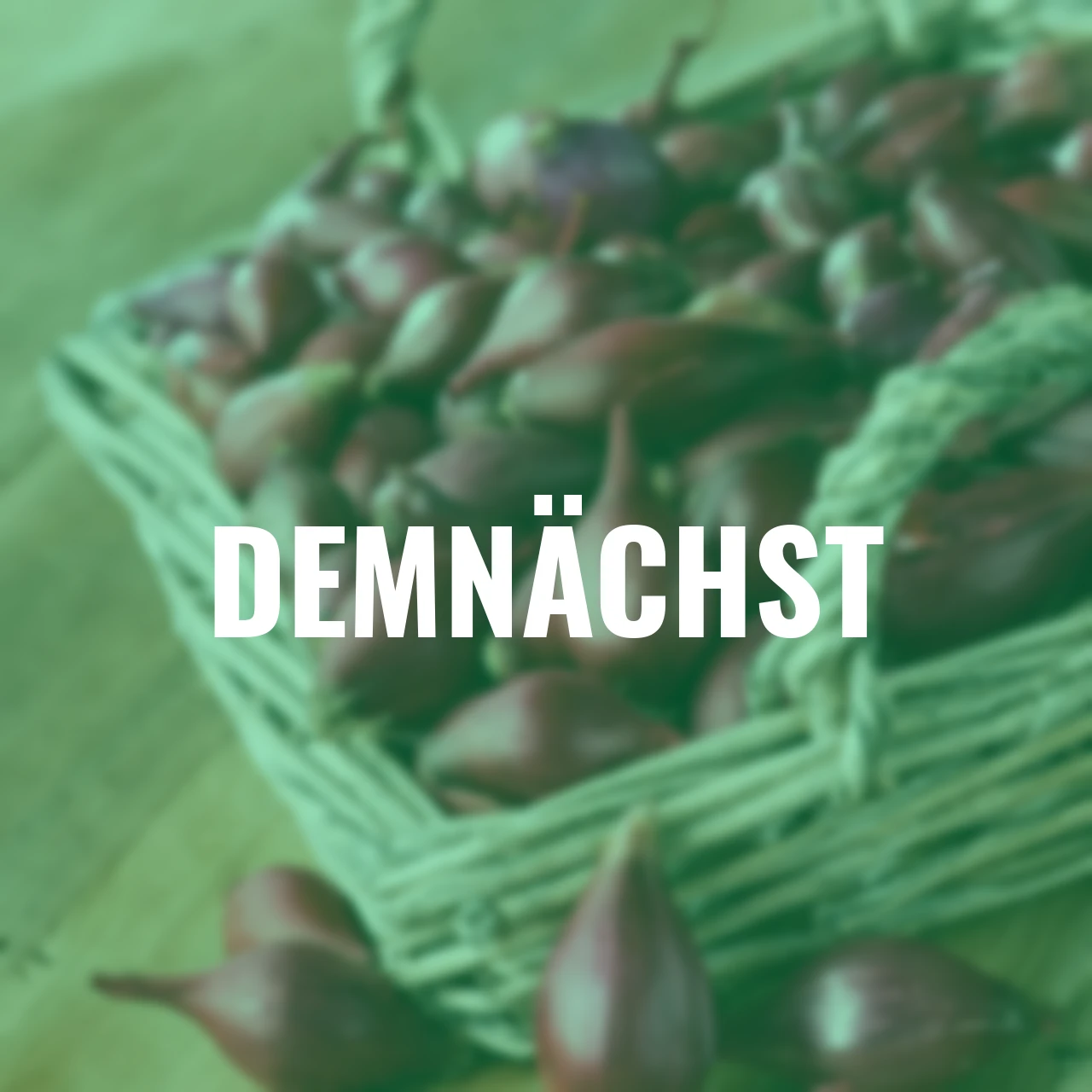 Steckzwiebel Red Baron