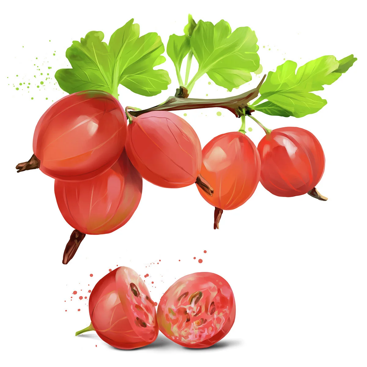 Stachelbeere Rote Triumphbeere